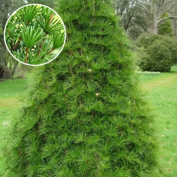 Pin umbrela japonez (Sciadopitys verticillata), vesnic verde, conifer ornamental, gradina japoneza