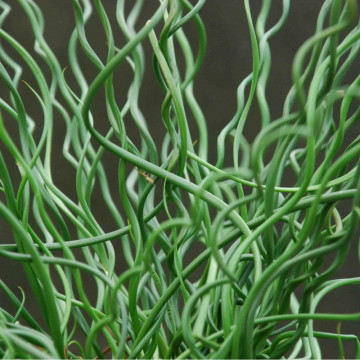 Pipirig spiralat, iarba creata (Juncus effusus Spiralis), vesnic verde, planta perena - Img 2