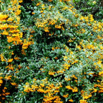 Piracanta galbena (Pyracantha Golden Charmer), planta gard viu, vesnic verde - Img 5