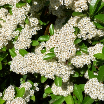 Piracanta portocalie (Pyracantha Orange Charmer), planta gard viu, vesnic verde - Img 3