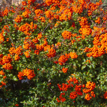 Piracanta portocalie (Pyracantha Orange Glow), planta gard viu, vesnic verde - Img 3