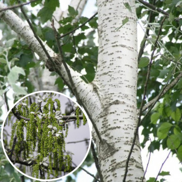 Plop alb (Populus alba), planta gard viu