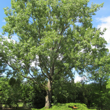 Plop canadian (Populus canadensis), arbore ornamental, perdea forestiera - Img 2