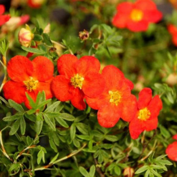 Potentilla Red Ace, arbust ornamental, gradina japoneza, frunzis galben