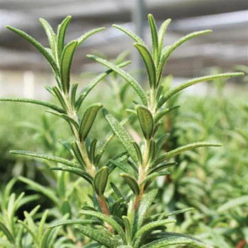 Rozmarin (Rosmarinus officinalis), vesnic verde, planta aromatica, planta medicinala - Img 2