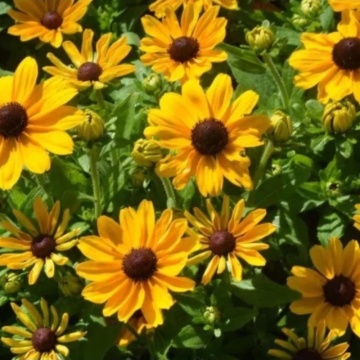 Rubdeckia galbena (Rubdeckia Rudy Yellow), planta cu flori, flori galbene