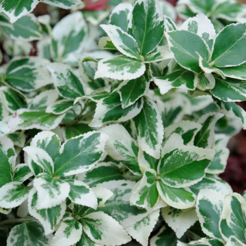 Salba bicolora (Euonymus fortunei Variegatus), planta gard viu, vesnic verde