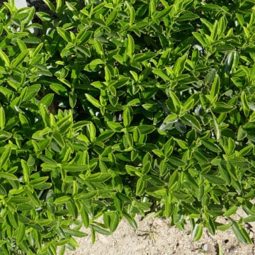 Salba cu frunze mici (Euonymus japonicus microphyllus) ghiveci 2 l - Img 2