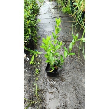 Salba vesnic verde (Euonymus japonicus), planta gard viu, frunzis verde-galben - Img 2