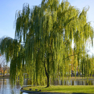 Salcie pletoasă (Salix babylonica), arbore ornamental