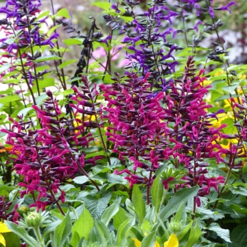 Salvia guarantica sar Fuchsia