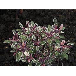 Salvia tricolor (Salvia officinalis Tricolor), vesnic verde, planta perena, planta aromatica