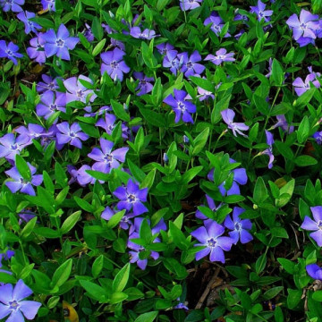 Saschiu (Vinca minor), planta acoperitoare de sol