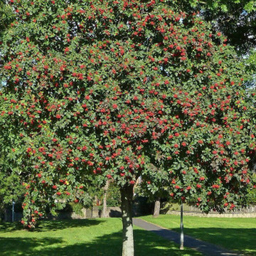 Scorus de munte (Sorbus aucuparia), pom fructifer - Img 2