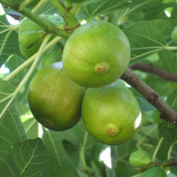 Smochin (Ficus carica Francesca)