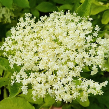 Soc (Sambucus nigra), planta gard viu, arbust fructifer, planta melifera - Img 3