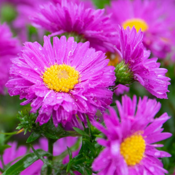 Stelute de toamna (Aster jenny) ghiveci 2 l, planta perena, planta melifera, flori roz