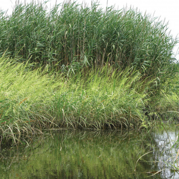 Stuf, trestie (Phragmites australis), planta perena - Img 2
