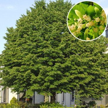 Tei pucios (Tilia cordata), arbore ornamental, planta melifera, planta aromatica