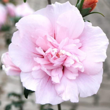 Trandafir chinezesc roz (Hibiscus syriacus Pink Chiffon), planta gard viu, arbust ornamental, flori roz