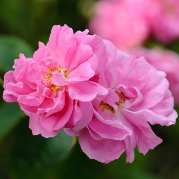 Trandafir de dulceata (Rosa damaschena Kazanlik), arbust ornamental, planta parfumata, flori roz