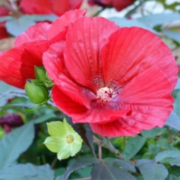 Trandafir japonez rosu (Hibiscus Luna Red) ghiveci 2 l
