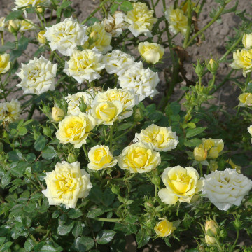 Trandafir pitic galben (Rosa Yellow Fairy) ghiveci 2 l, planta perena, flori galbene - Img 3