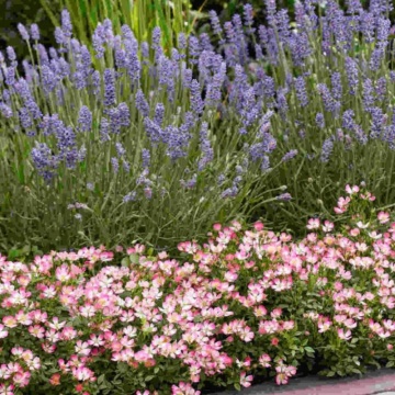 Trandafir pitic (Rosa Cutie Pie), arbust ornamental, planta parfumata, flori rosu - Img 3