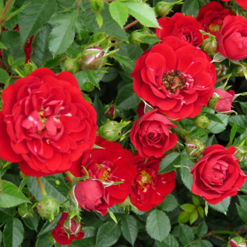 Trandafir pitic rosu (Rosa Rote the Fairy) 10 cm, arbust ornamental, planta parfumata, flori rosu - Img 4