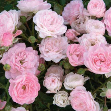 Trandafir pitic roz (Rosa miniature pink), planta ornamentala, planta parfumata, flori roz