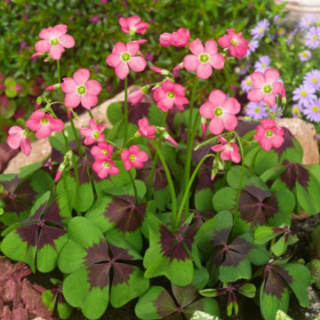 Trifoi norocos (Oxalis Iron Cross), planta perena - Img 2