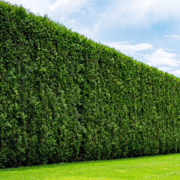 Tuia brabant (Thuja occ. Brabant) 140-160 cm, planta gard viu, vesnic verde - Img 3