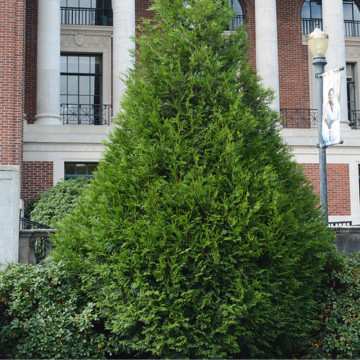 Tuia gigant (Thuja plicata Atrovirens) 40-50 cm, planta gard viu, vesnic verde - Img 4