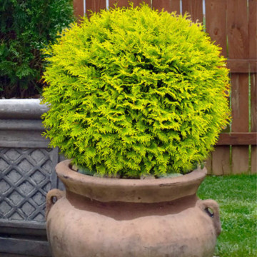 Tuia glob galbena (Thuja occ. Golden Globe) 30-40 cm, vesnic verde, conifer ornamental - Img 3