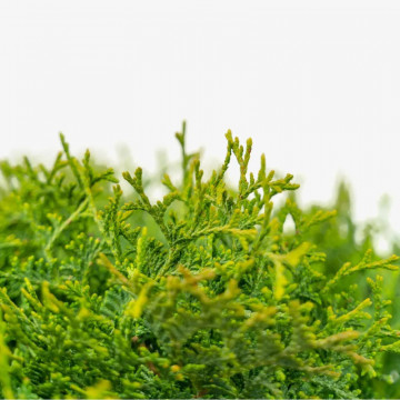 Tuia glob (Thuja occidentalis Little Giant), vesnic verde, conifer ornamental - Img 2