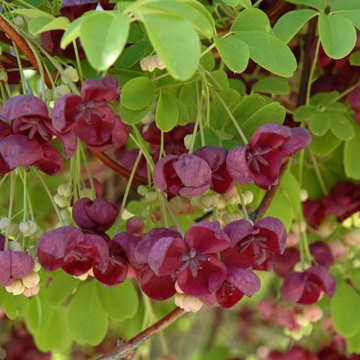 Vita de ciocolata (Akebia quinata), planta cataratoare, flori mov - Img 2