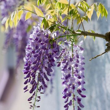 Wisteria, glicina (Wisteria sinensis), planta gard viu, planta cataratoare, gradina japoneza