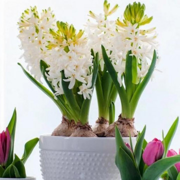 Zambile albe (Hyacinthus White pearl), bulbi zambile, flori alb - Img 2