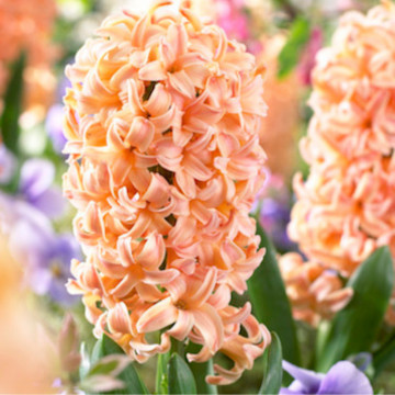 Zambile portocalii (Hyacinthus Gipsy Queen), bulbi zambile, flori portocaliu