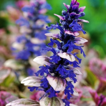 Ajuga (Ajuga reptans Burgundy Glow) ghiveci P9, vesnic verde, planta perena, flori albastru