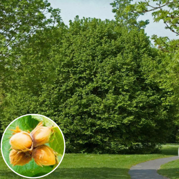 Alun (Corylus avellana), planta gard viu, arbust fructifer