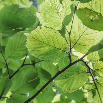 Alun turcesc (Corylus colurna) 100-120 cm - Img 2