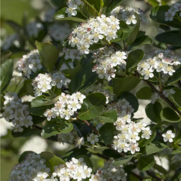 Aronia nero (Aronia prunifolia Nero), planta gard viu, arbust fructifer - Img 2