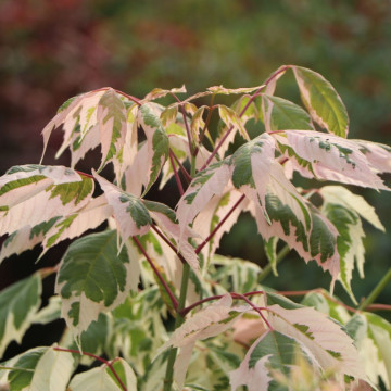 Artar american vargat (Acer negundo Flamingo), planta ornamentala