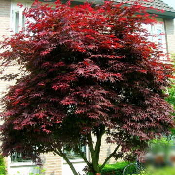 Artar japonez rosu (Acer palmatum atropurpureum), arbust ornamental, gradina japoneza, frunzis rosu - Img 2