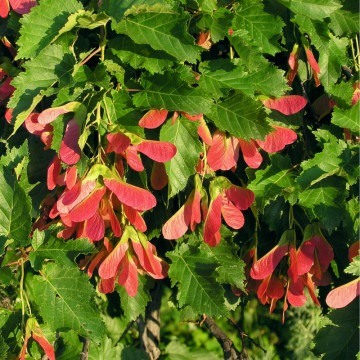 Artar tatarasc (Acer tataricum) 20-30 cm, planta gard viu, arbore ornamental, perdea forestiera