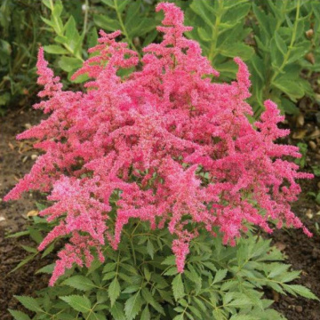 Astilbe arendsii Astary Rose Red Shades, planta perena, flori roz - Img 2