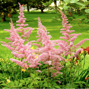 Astilbe (Astilbe Europa), planta perena, flori roz - Img 2