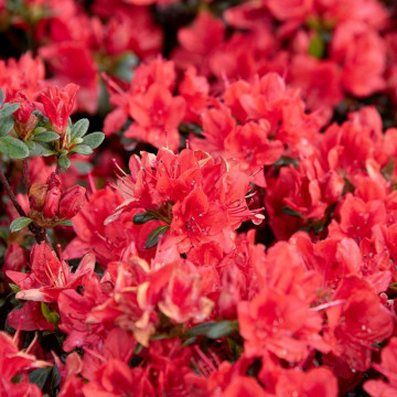 Azalee (Rhododendron Fridoline), vesnic verde, planta cu flori, flori portocaliu, rosu - Img 3