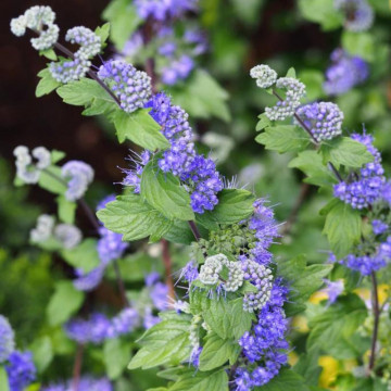 Barbă albastră (Caryopteris cland heavenly blue), arbust ornamental, planta melifera - Img 6